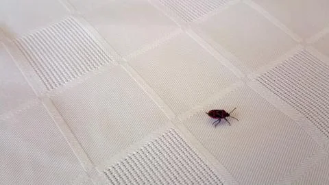 Small beetle fast walking across the table. Foto stock