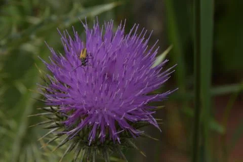 Small beetle on Flower Burdock Stock Photos