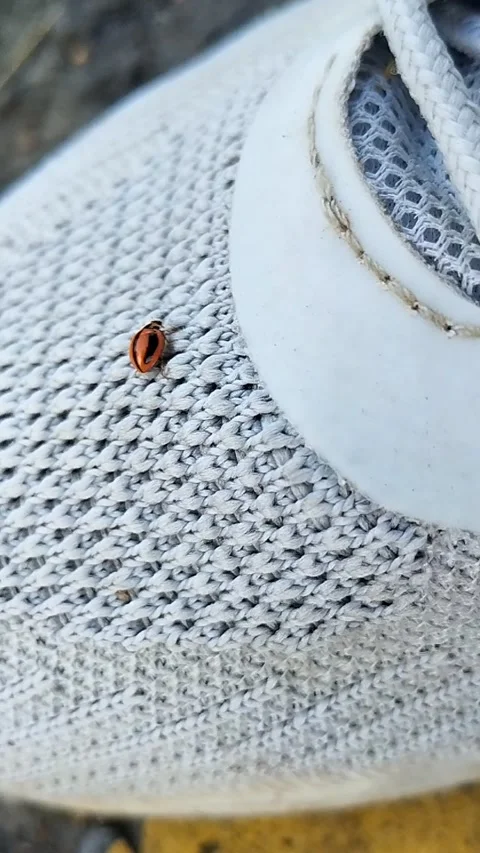 Small Beetle Stock Footage 337119225