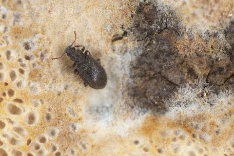 Small beetle on fungi Stock Photos