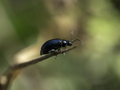 Small beetle with glossy black shell perches delicately on twig 库存照片