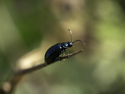 Small beetle with glossy black shell perches delicately on twig 库存照片