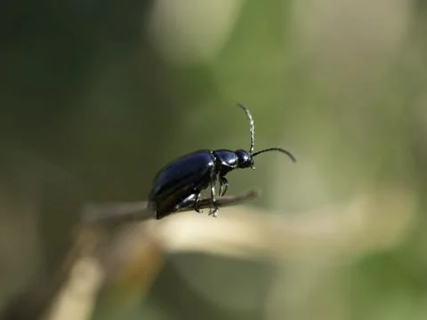 Small beetle with glossy black shell perches delicately on twig 库存照片