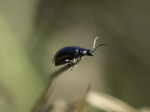 Small beetle with glossy black shell perches delicately on twig 库存照片