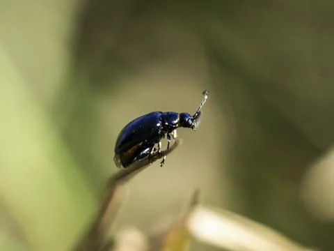 Small beetle with glossy black shell perches delicately on twig 库存照片