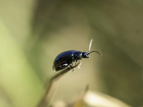 Small beetle with glossy black shell perches delicately on twig 库存照片