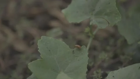 Small Beetle on Green Vegetable Leaf in Organic Garden Stock-Footage 344907852