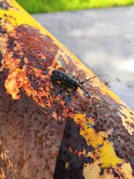 Small beetle on an iron pipe Stock Photos