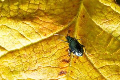 A small beetle on a jelly leaf in the fall. Stock Photos