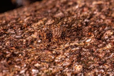 Small Beetle Larva Foto stock