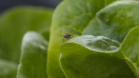 Small Beetle on a Leaf Stock-Footage 171927392
