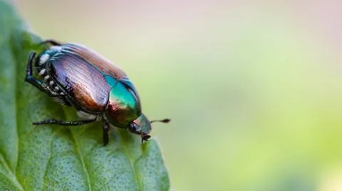 Small beetle on leaf tip shot in macro Stock Photos