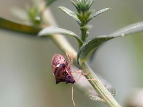 Small beetle on leaf tip shot in macro Stock Photos