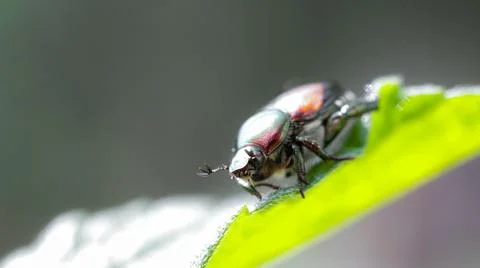Small beetle on leaf tip shot in macro Stock Photos