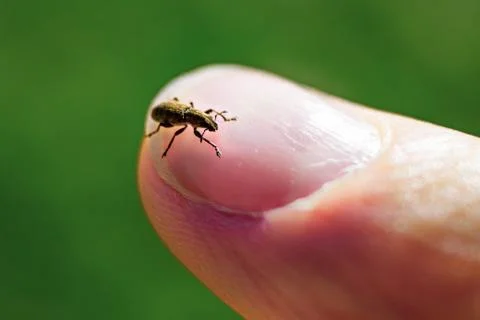 Small beetle on a nail Stock Photos