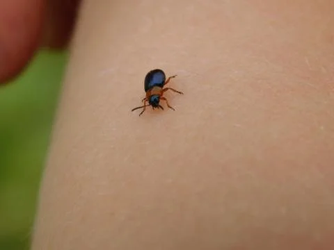 Small beetle Stock Photos