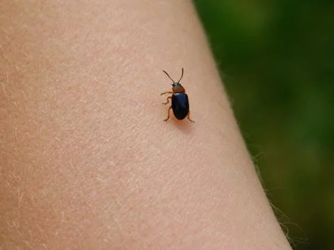 Small beetle Stock Photos