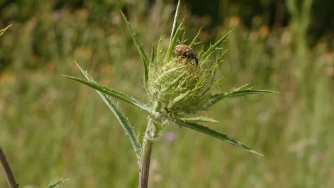 Small beetle resting on prickly thistle bud in sunlit field closeup Stockbeeldmateriaal 340918939