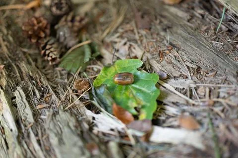 Small beetle rests on a green leaf Stock Photos