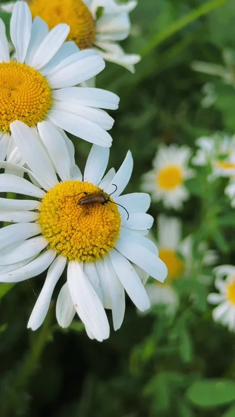 Small beetle sitting on white daisy flower swaying in the wind, 4K summer 库存影片 340253624