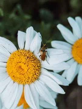 Small beetle sitting on white daisy flower with yellow center in garden close-up Stock Photos