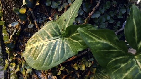 A small beetle on a tropical leaf in paraguay. 4K Documentaton Stock Footage 스톡 동영상 116728313