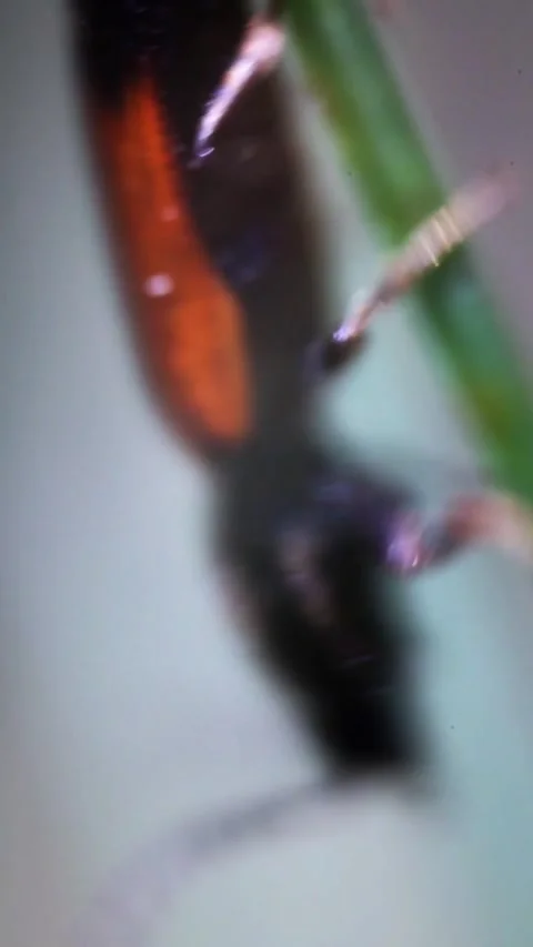Small Beetle Turning Around and Walking Away on Plant Stam Video stock 340037390