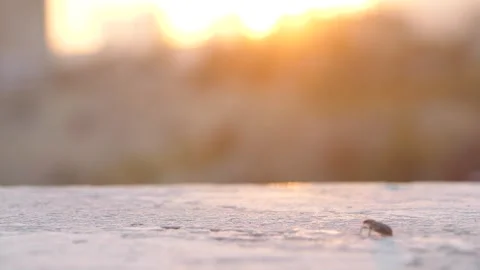 Small beetle walking on surface at sunset with warm golden light Stock Footage 317836792