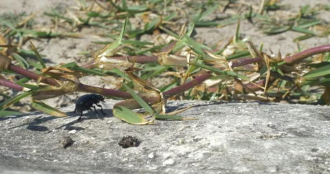 Small Beetle Walking Trhough Branches Video stock 97389813
