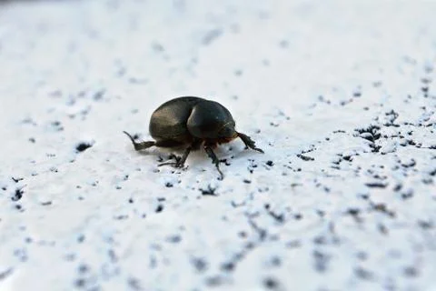 Small beetle on a white background Foto stock