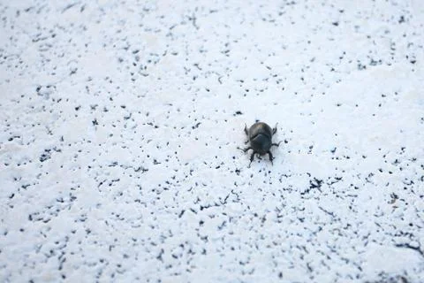 Small beetle on a white background Stock Photos