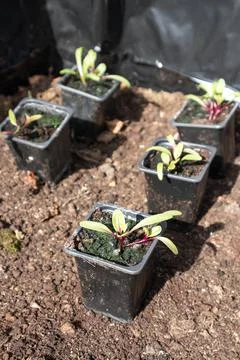 Small Beetroot Seedlings in pots waiting to be planted in soil to grow on. Foto stock