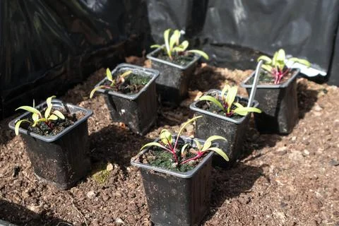 Small Beetroot Seedlings in pots waiting to be planted in soil to grow on. Stock Photos
