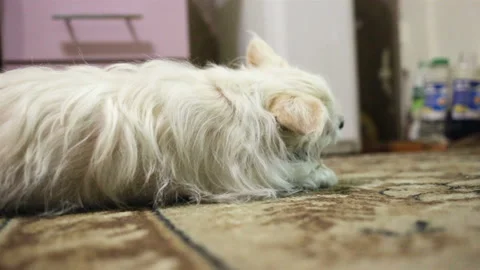 A small beige old dog breed Chihuahua lies sideways and chews something. Dog hid Stock Footage 104208253