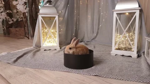 A small beige rabbit sits in a black round gift box Stock Footage 230093386