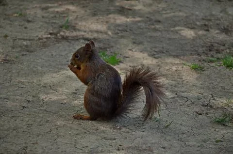 A small beige squirrel eats food found in the meadow Stock Photos