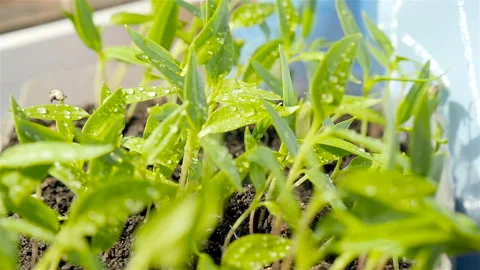 Small bell pepper plants. Drops of water on the leaves Stock Footage 127683745
