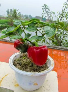 Small bell pepper tree with two red bell pepper in the pot Stock Photos