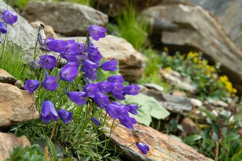 A small bellflower in the Italian Alps Stock Photos