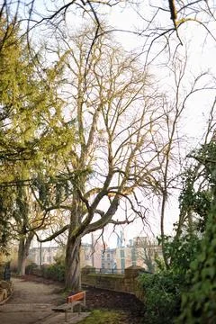 Small Bench Beneath Tall Tree, Towering Tree Overlooks Cozy Garden Surround.. Stock Photos