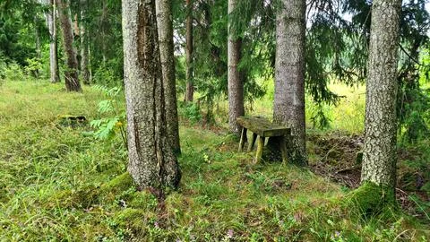 Small bench in forest among the trees for tired mushroom pickers to rest Stock Photos
