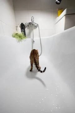A small Bengal kitten explores a pristine white bathtub in a modern bathroom Stock Photos