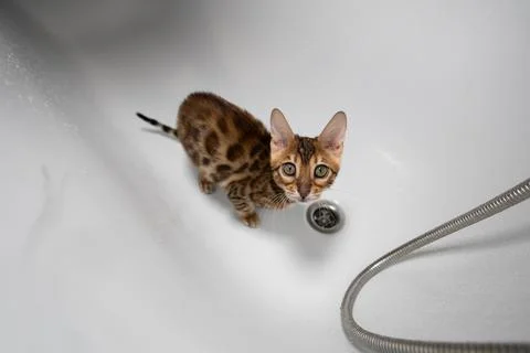 A small Bengal kitten stands in an empty white bathtub, looking at it curiously Stock Photos
