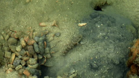 Small benthic fish resting beside sandy reef burrow 库存影片 339043473