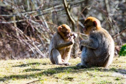 Small berber monkeys on the meadow Stock Photos