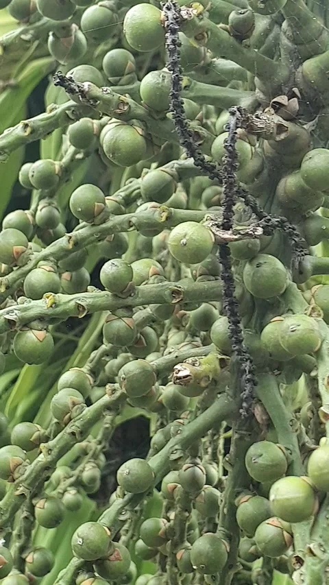 Small betel fruit in the yard Stock Footage 298844767