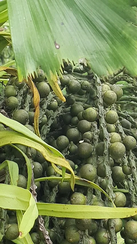 Small betel fruit in the yard Stock Footage 298888410