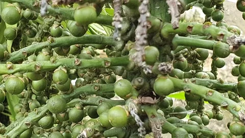Small betel fruit in the yard Stock Footage 298921083