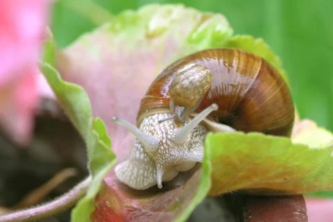 Small a big garden snail on leaf muscatel Stock Photos