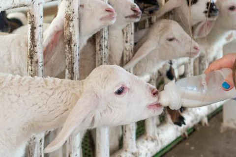 A small billy goat being feed with milk in a bottle. girl feeding milk bottle Fotos Stock
